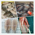 frozen black/red tilapia fillet